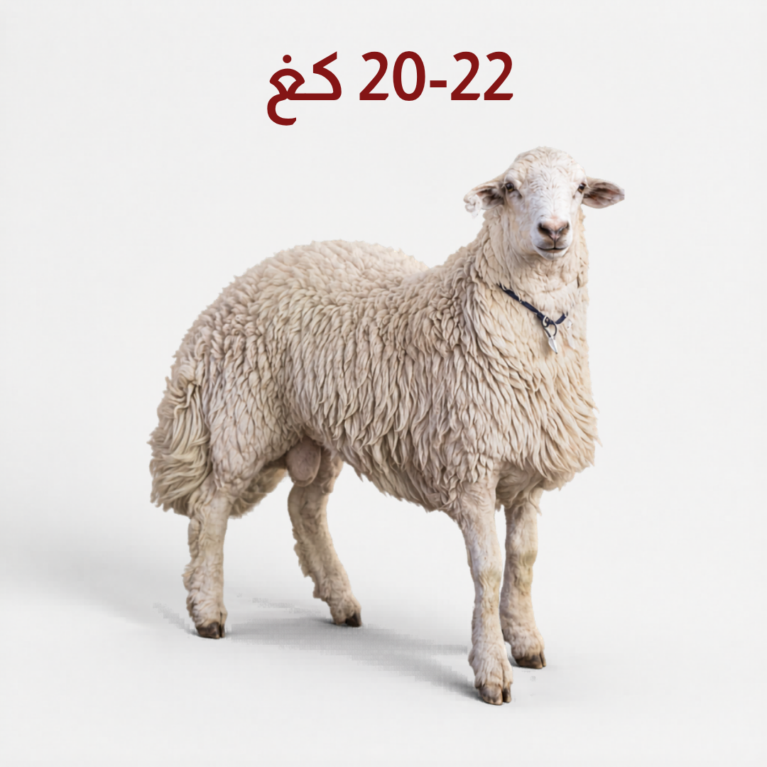 خروف حري جذع وسط بوزن 22-20 كجم Full Harri sheep weighing 20–22 kg