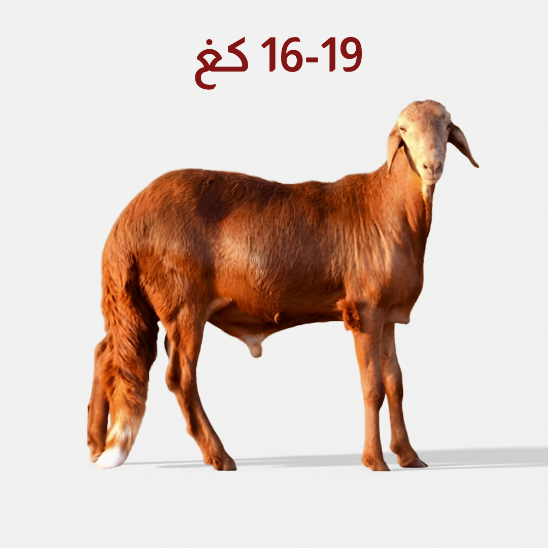 خروف سواكني جذع بوزن19-16 كجم Full Sawakni sheep weighing 16–19kg