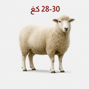 Full Romanian sheep (Jaza'a) weighing 28–30 kg — خروف روماني جذع بوزن 28-30 كجم
