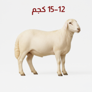 خروف رفيدي أبيض كامل مع نص 12-15 كجم باللغة العربية Full white Rafidi sheep with 12–15kg