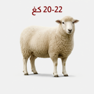 Full Romanian Herfi sheep weighing 20–22 kg — خروف روماني هرفي كامل بوزن 20-22 كجم