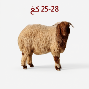 Full Naeemi sheep (Medium Jaza'a) weighing 25–28 kg — خروف نعيمي جذع وسط بوزن 25-28 كجم