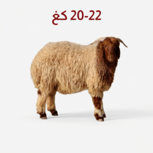 Full Naeemi Herfi sheep weighing 20–22 kg — خروف نعيمي هرفي بوزن 20-22 كجم