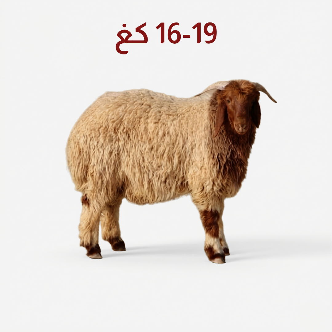 * **Alt Text:** Full Naeemi Herfi sheep weighing 16–19 kg — خروف نعيمي هرفي كامل بوزن 16-19 كجم