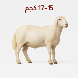 خروف رفيدي أبيض كامل مع نص 15-17 كجم باللغة العربية Full white Rafidi sheep with 15–17kg