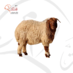 خروف نعيمي لباني - كامل (12-15 كغ)