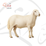 خروف رفيدي - كامل (10–12 كجم)